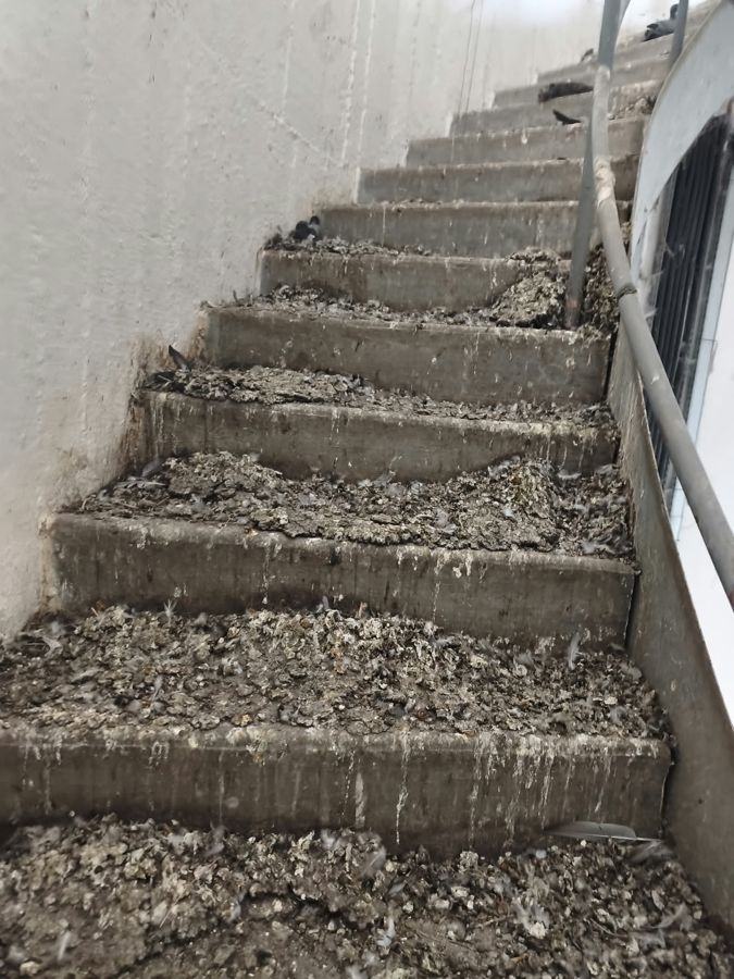 Avant nettoyage – Escalier – D2 Réseau